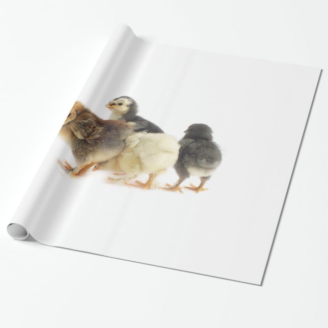 Papier Cadeau poussins moelleux (Déroulé)