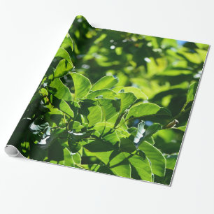 Papier Cadeau printemps frais, feuilles vertes d'été. Fleur flor