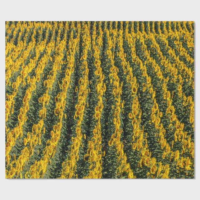 Papier Cadeau Rangées de tournesol (Plat)