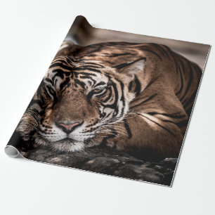 Papier Cadeau ranthambore tigre mâle sauvage Image d'art