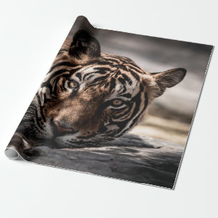 Papier Cadeau ranthambore tigre mâle sauvage Image d'art