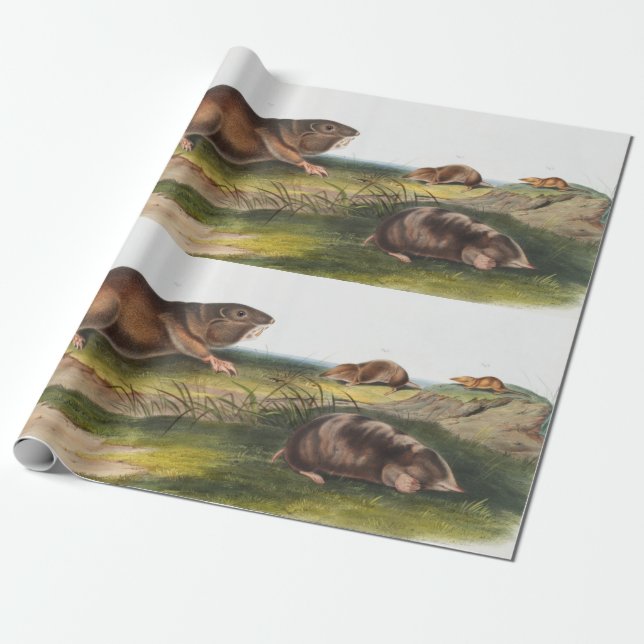 Papier Cadeau Rat Poché Sud, Schrew Mole Illustration (Déroulé)