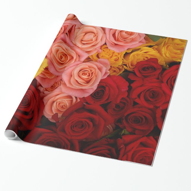 Papier Cadeau Rose coloré (Déroulé)