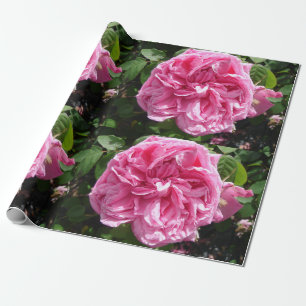 Papier Cadeau Rose Roses rose Vintage Chou fleurs florales