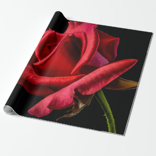 Papier Cadeau Rose rouge contre Arrière - plan noir