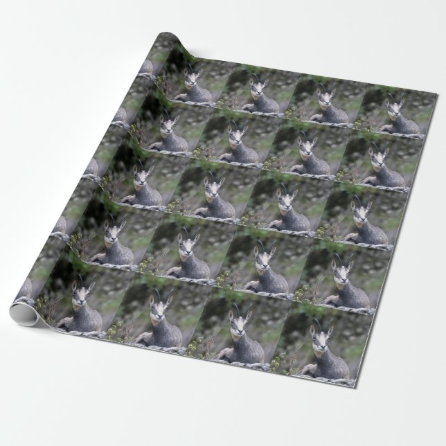 Papier Cadeau Rupicapra rupicapra (Déroulé)