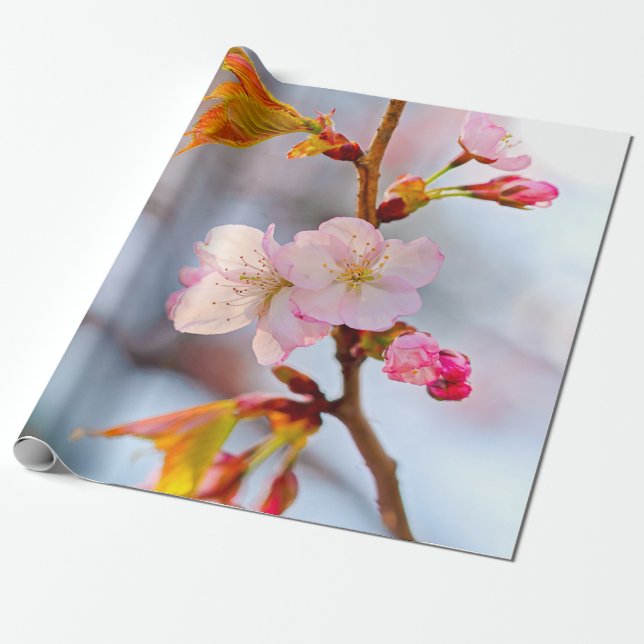 Papier Cadeau Sakura rose contre l'Arrière - plan gris (Déroulé)