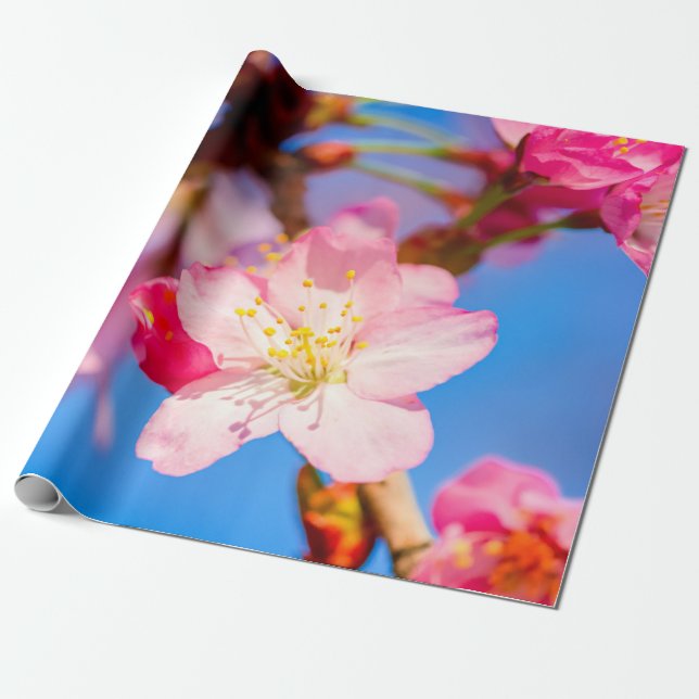 Papier Cadeau Sakura Rose Vibrant Fleurit Et Ciel Bleu Clair (Déroulé)