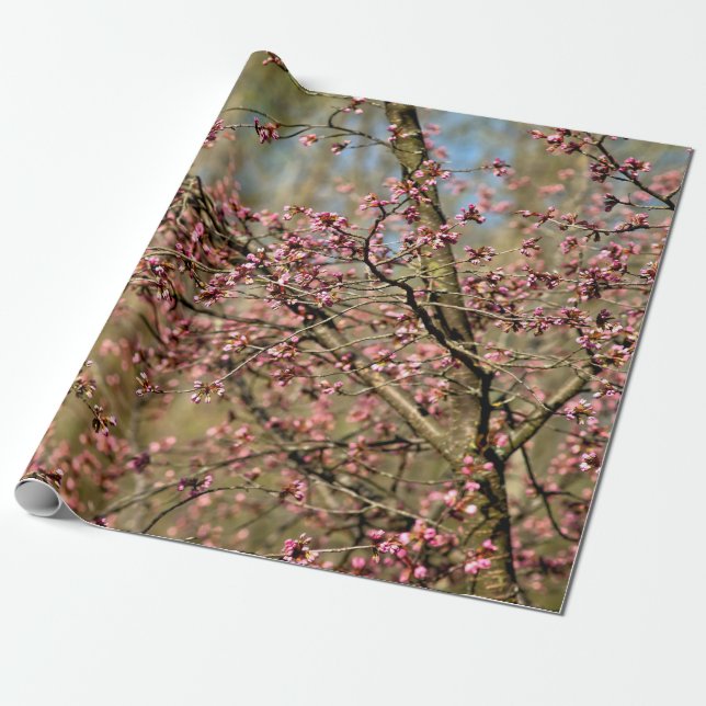 Papier Cadeau Sakura Tree Est Prêt À S'Éflorir Au Printemps (Déroulé)