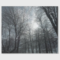 Soleil sur les arbres couverts de glace