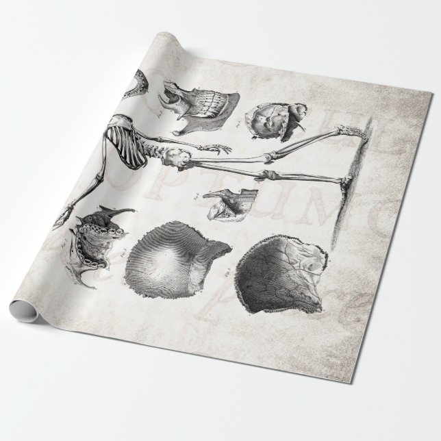 Papier Cadeau Squelettes antiques squelettiques d'anatomie de (Déroulé)
