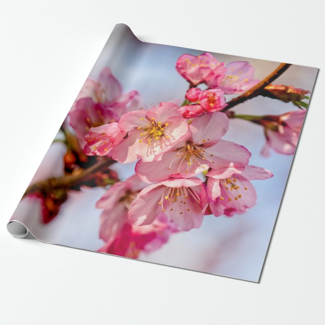 Papier Cadeau Superbe Beauté Des Fleurs De Sakura Rose (Déroulé)