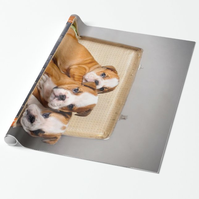Papier Cadeau Superbes chiots Bulldog | AMOUREUX DES CHIENS (Déroulé)