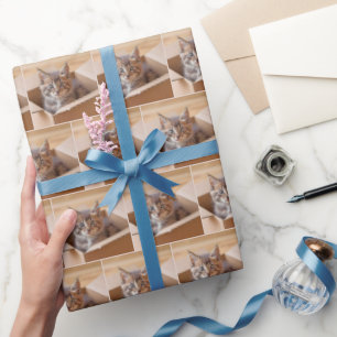 Papier Cadeau Tabby Kitten Dans Boîte En Carton