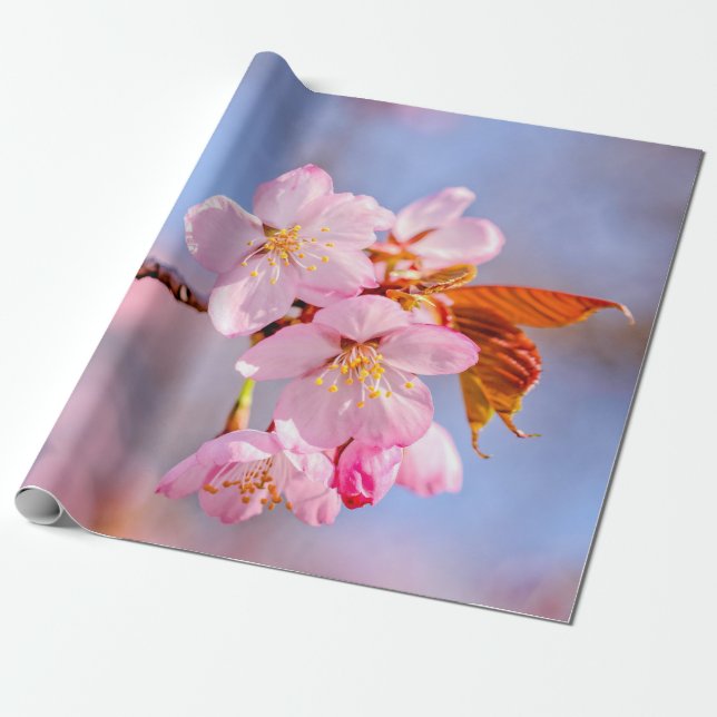 Papier Cadeau Tendances Étonnantes Des Fleurs Sakura (Déroulé)