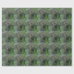 Papier Cadeau Tigre dormant dans l'arbre, la forêt, la nature, l