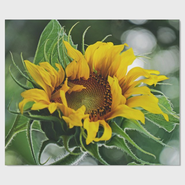 Papier Cadeau Tournesol (Plat)