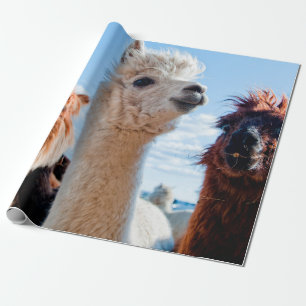Papier Cadeau Trois Alpacas drôles
