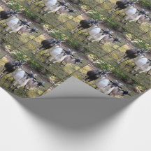 Trois chèvres de Billy