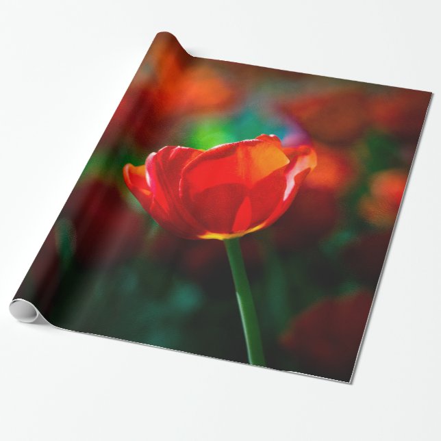 Papier Cadeau Tulipe rouge - Mystère de floraison (Déroulé)
