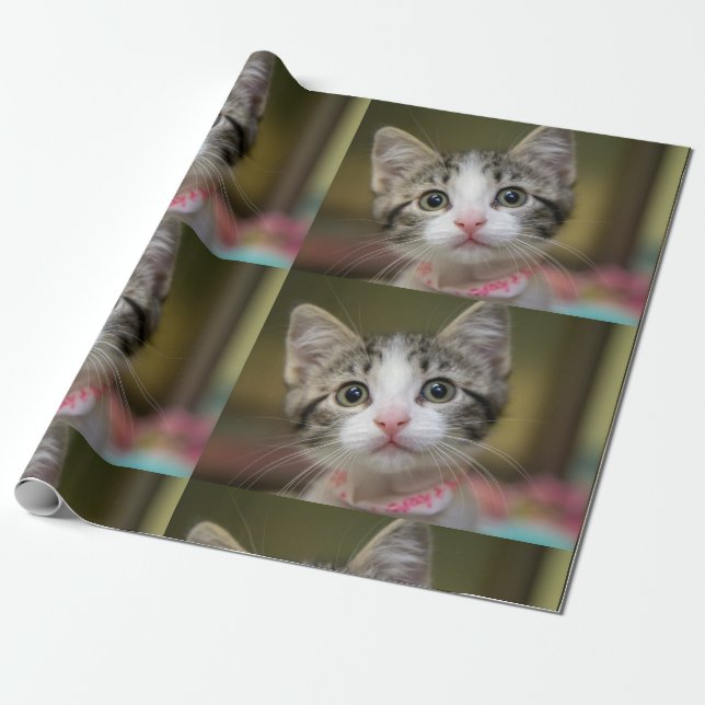 Papier Cadeau Un chaton mignon avec des yeux verts (Déroulé)
