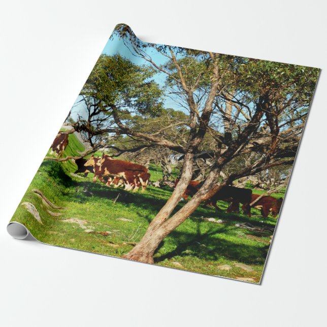 Papier Cadeau Vaches Brown Et Blanches Sur La Gamme, (Déroulé)
