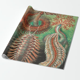 Papier Cadeau Vers, Annélides Chaetopoda par Ernst Haeckel