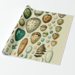 Papier Cadeau Vintage Bird Eggs French Fish Egg<br><div class="desc">Cette ancienne image vintage d'oeufs d'oiseaux et d'oeufs de poisson est basée sur une ancienne empreinte scientifique d'histoire naturelle Adolphe Millot. Adolphe Millot était l'illustrateur principal du musée national d'histoire naturelle de Paris. Imprimé dans le dictionnaire illustré français "Le Petit Larousse Illustré" publié pour la première fois en 1905.</div>