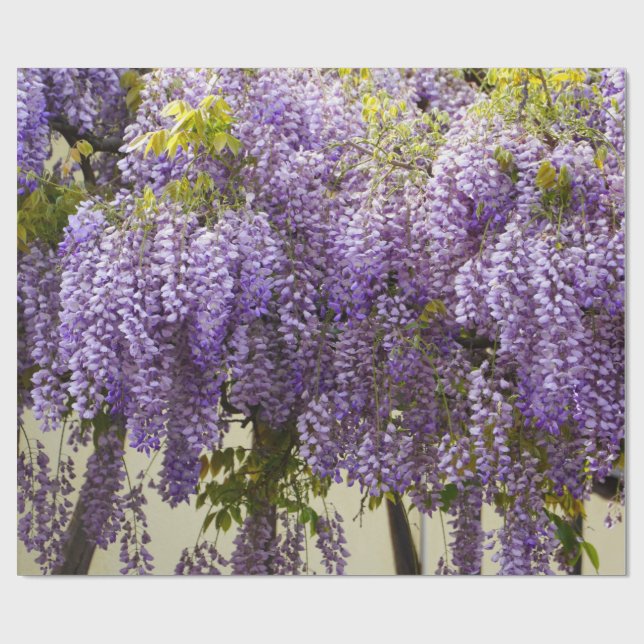 Papier Cadeau Violette Wisteria (Plat)