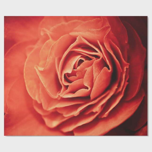 Papier Cadeau vivant rose (Plat)