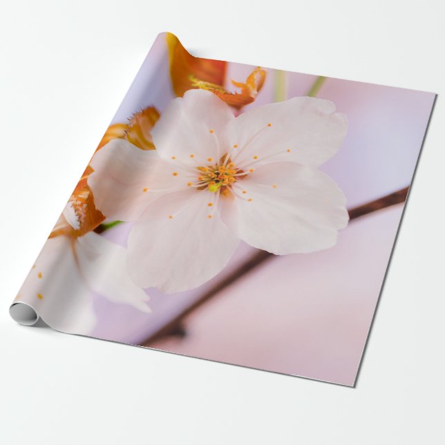 Papier Cadeau Vue Frontale De La Fleur Sakura Au Printemps (Déroulé)
