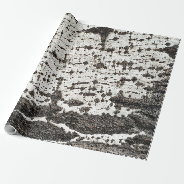 Papier Cadeau Weathered birch trunk (Déroulé)