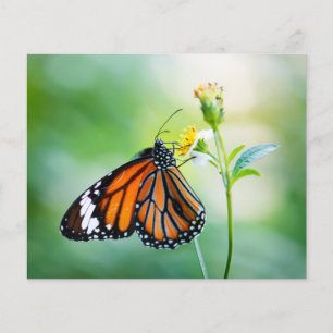 papier de fond pour album de découpage de papillon