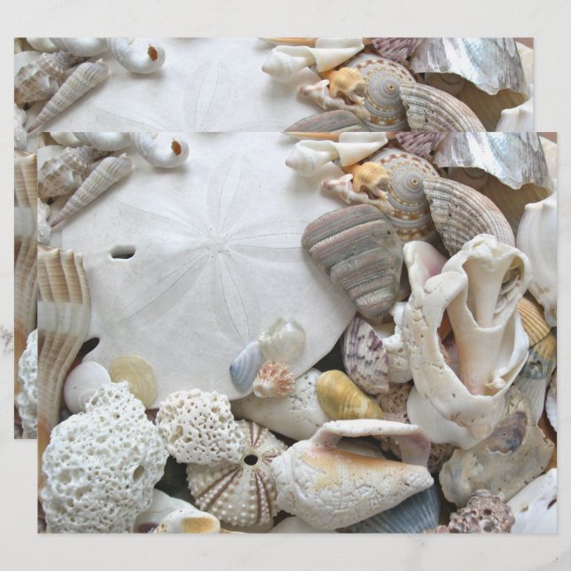 Papier de scrapbook vierge Coquilles de dollar de  (Devant / Derrière)