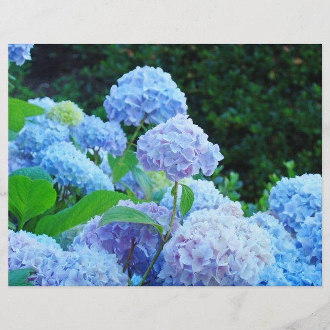 Papier de scrapbooking Fleurs de Hortensia Bleu Ja (Devant)
