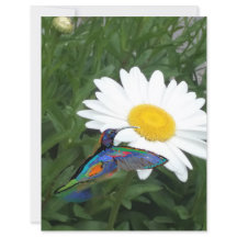 Papier de scrapbooking sur le thème du colibri 