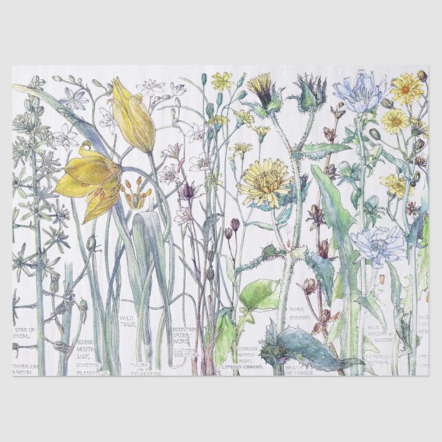 Papier de soie de soie botanique de fleurs (Recto)