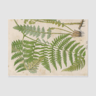 Papier de soie de soie botanique vintage de