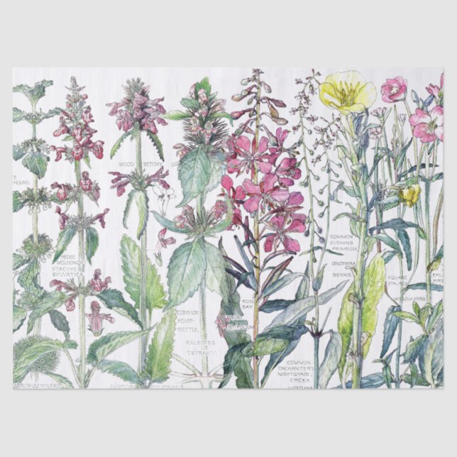 Papier de soie de soie de fleurs sauvages de fleur (Recto)