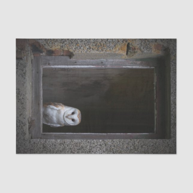 Papier de soie de soie de hibou de grange (Recto)