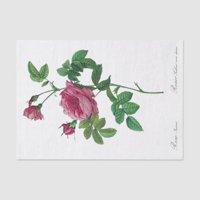 Papier de soie de soie de Redoute Rosa Inermis (Recto)