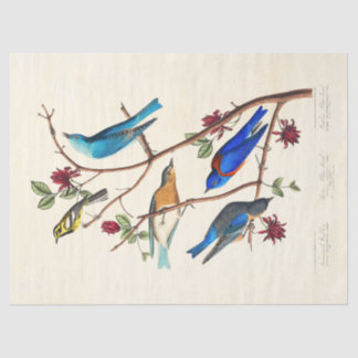 Papier de soie éphémère d'oiseaux d'Audobon