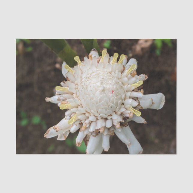 Papier de soie fleur de gingembre torche blanche h (Recto)