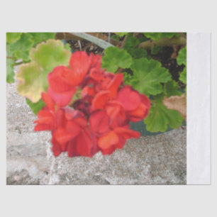 papier de soie fleur rouge