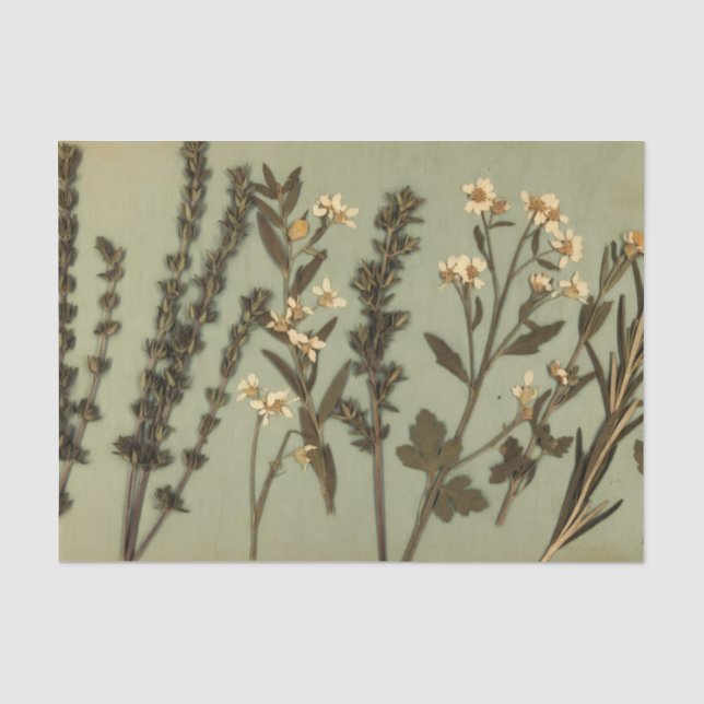 Papier de soie Herbes Rustiques & Fleurs Sauvages (Recto)