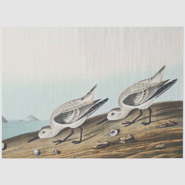 papier de soie mouettes sanderling audobon côtier (Recto)