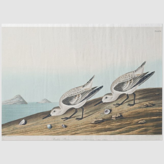 papier de soie sanderling mouettes audobon côtier (Recto)