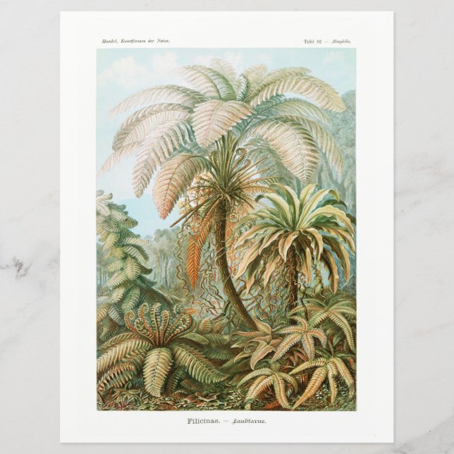 Papier de tissu Ernst Haeckel Palm Tree (Devant)