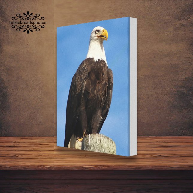 Papier de toile Portrait de l'aigle chaulé (Créateur téléchargé)