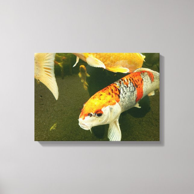 Papier en toile Koi Carp (Recto)
